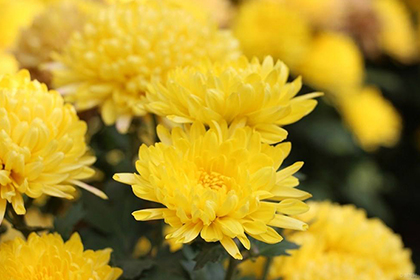 NOPAYǮ���Ƽ�